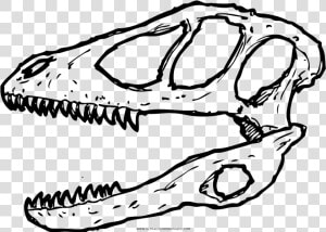 Deinonychus Skull Coloring Page   Skull  HD Png Download