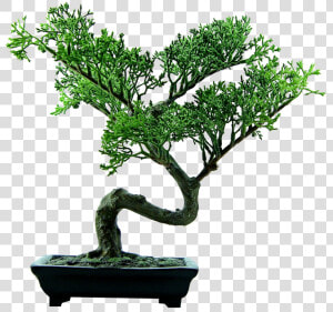 Bonsai Tree Png Image   Bonsai Tree Transparent Background  Png Download