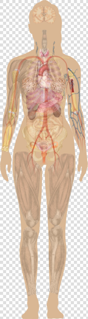 Transparent Muscular System Png   Human Diagram Without Labels  Png Download