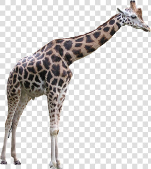 Giraffe Free Png Image Download   Giraffe Transparent Background  Png Download