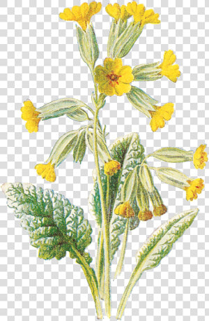 Flower Free Wildflower Botanical Artwork Digital Clip   Cowslip  HD Png Download