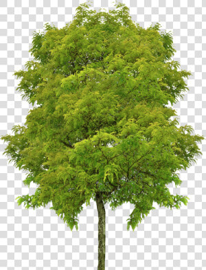 Transparent Trees Perspective Png  Png Download