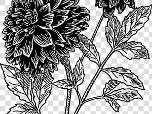 Drawing Flowers Dahlia   Black Dahlia Flower Drawing  HD Png Download