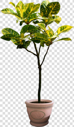 Houseplant Tree Flowerpot   Png Plants Free Download  Transparent Png