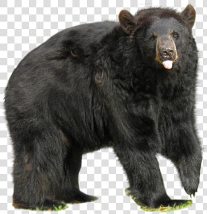 Download Bear Png   Asian Black Bear Png  Transparent Png