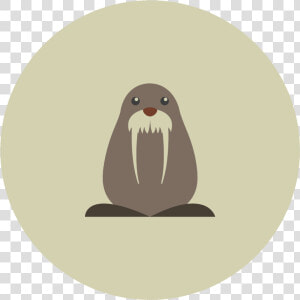 Transparent Walrus Png   Walrus  Png Download