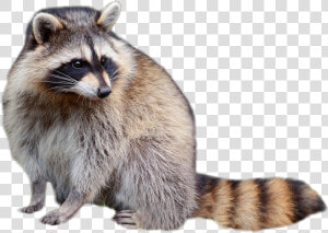 Raccoon Sitting   Transparent Background Raccoon Transparent  HD Png Download