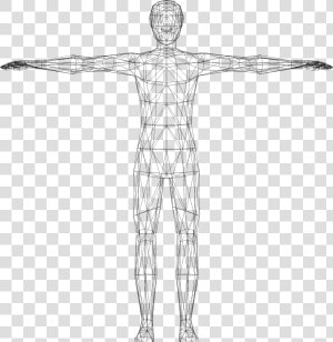 Humans Clipart Wireframe   Clipart Human Body  HD Png Download