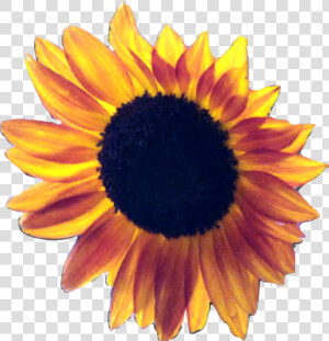 Sunflowers Png Red   Clear Background Sunflowers Transparent  Png Download