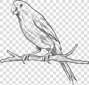 Parrot Bird Sketch On   Cute Sketch Of Parrot  HD Png Download