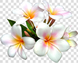 Yellow Exotic Flower Png Clipart Picture   White Flower Hd Png  Transparent Png