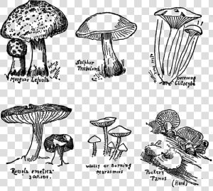 Muchroom Drawings Digital Collage Sheet Download Png   Agaricus  Transparent Png