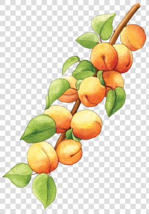 Illustration By Helen Krayenhoff   Apricot Branch Png  Transparent Png