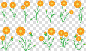 Calendula Vector De La Planta Descargue Gr225ficos   Calendula Vector  HD Png Download