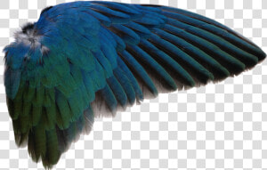 Bird Wing Png   Bird Wing Transparent Background  Png Download