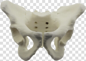 3d Printed Pelvis Model Title 3dyourscan   Pelvis 3d  HD Png Download