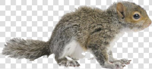 Squirrel Png Free Images   Eastern Gray Squirrel  Transparent Png