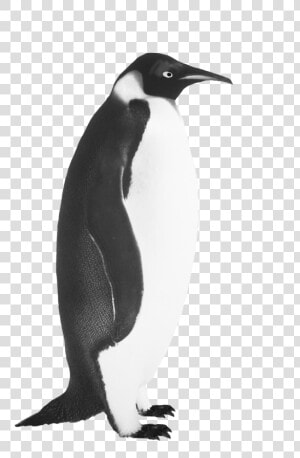 Penguin Clip Art Emperor Penguin   Realistic Penguin Black And White  HD Png Download