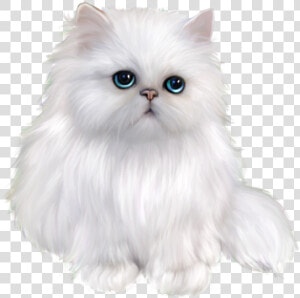 Persian Cat Himalayan Cat Ragdoll Domestic Long haired   Animals Png Black Background  Transparent Png