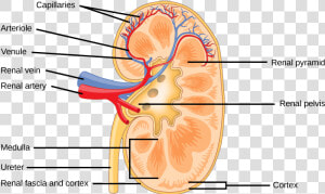 The Kidney Is Shaped Like A Kidney Bean Standing On   Structure Of Mammalian Kidney  HD Png Download