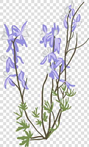 Delphinium Variegatum   Bellflower  HD Png Download