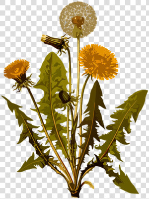 Dandelion  Herbal  Medicinal  Medicine  Plant  Weed   Botanical Illustration Dandelion Botanical Drawing  HD Png Download