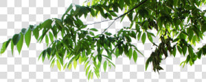 Psd Official Psds   Hanging Tree Leaves Png  Transparent Png