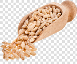 Barley Png Free Download   Barley Png  Transparent Png