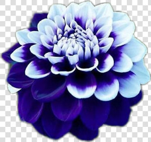  flower  blue  dahlia  girly  cute  HD Png Download