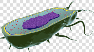 Bacteria Cell Transparent Background  HD Png Download