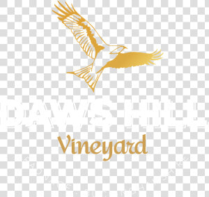 Transparent Vineyard Vines Png   Hawk  Png Download