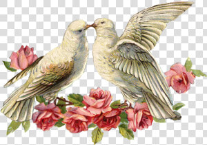 Transparent Dove   Dove For Wedding Png  Png Download