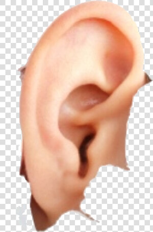 Human Ear Png Image   Introduction Of How To Speak So That People Want To  Transparent Png