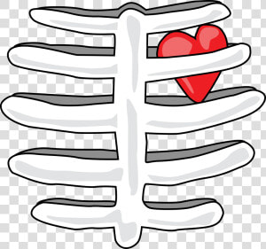 Rib Cage With Heart T shirt Find This At Digitaltshirtshop   Rib Cage Clip Art  HD Png Download