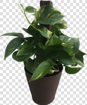 6 In Premium Foliage Pothos Totem Pole   Flowerpot  HD Png Download