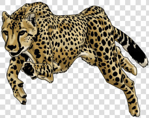 Running Leopard Png Image Background   Leopard Drawing Png  Transparent Png