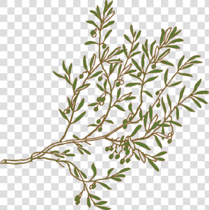 Mediterranean Clipart Olive Tree Branch   Olive Tree Branch Drawing  HD Png Download