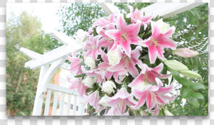 Lillies On An Arch   Lily  HD Png Download