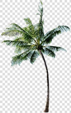 Long Coconut Tree Png Free Image   Coconut Tree Image Png  Transparent Png