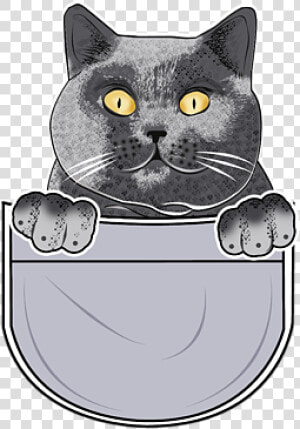 British Shorthair  HD Png Download