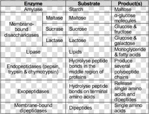 Picture   Protein Digestion A Level Biology  HD Png Download