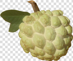 Sugar Apple Png Picture   Nmk 1 Custard Apple  Transparent Png