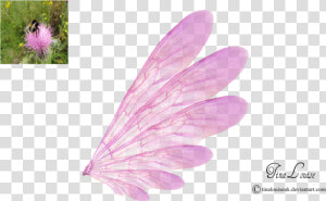 Pink Transparent Fairy Wings By Tinalouiseuk   Fairy Wings With Transparent Background  HD Png Download