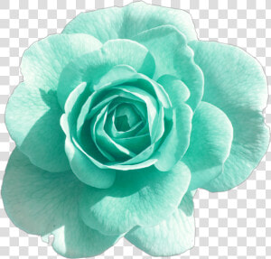  turquoise  rose  blue  green  blush  flower  flowers   Flower With Transparent Background  HD Png Download