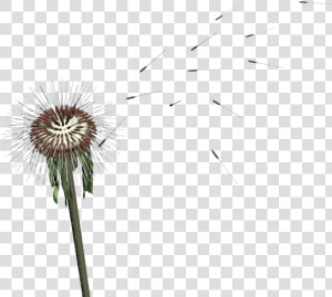 Dandelion Seed Png   Dandelion Mmd  Transparent Png