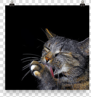 Cat Grabs Treat  HD Png Download