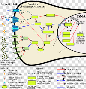 The Signaling Cascade Involved In Psychostimulant Addiction   Fos Gene  HD Png Download