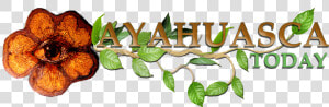 Ayahuasca Today Logo Large  HD Png Download