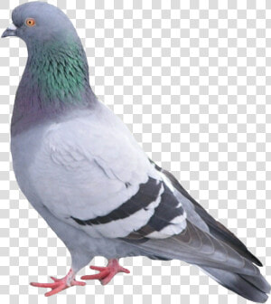  paloma  palomapopo  palomas  palomaurbana   Pigeon Bird  HD Png Download