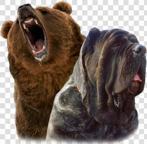 Gizzly Molossus And Mastiff Breeding And Puppies   Grizzly Bear  HD Png Download